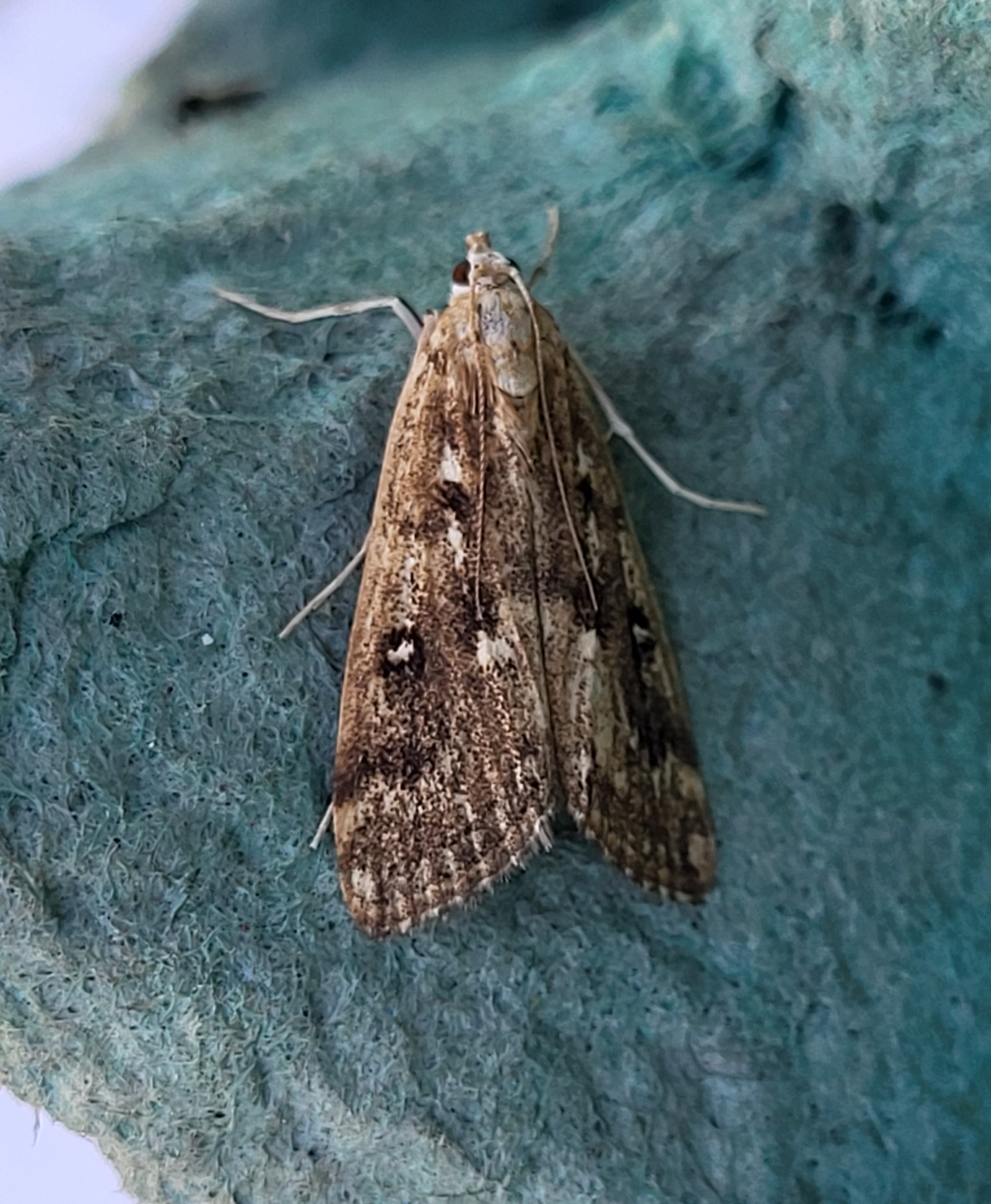 Photo of Ringed China-mark (Parapoynx stratiotata)